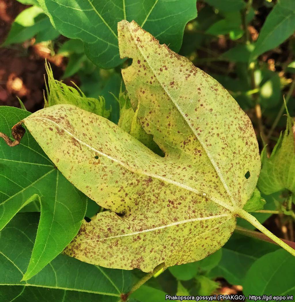 Phakopsora gossypii