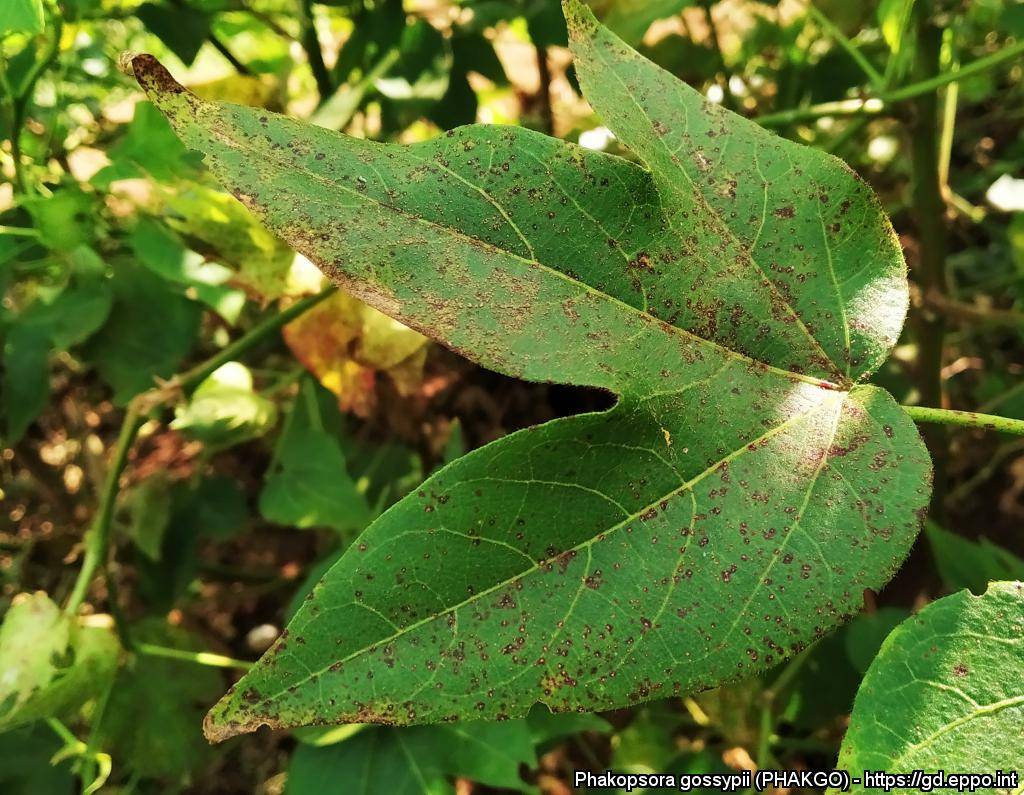 Phakopsora gossypii