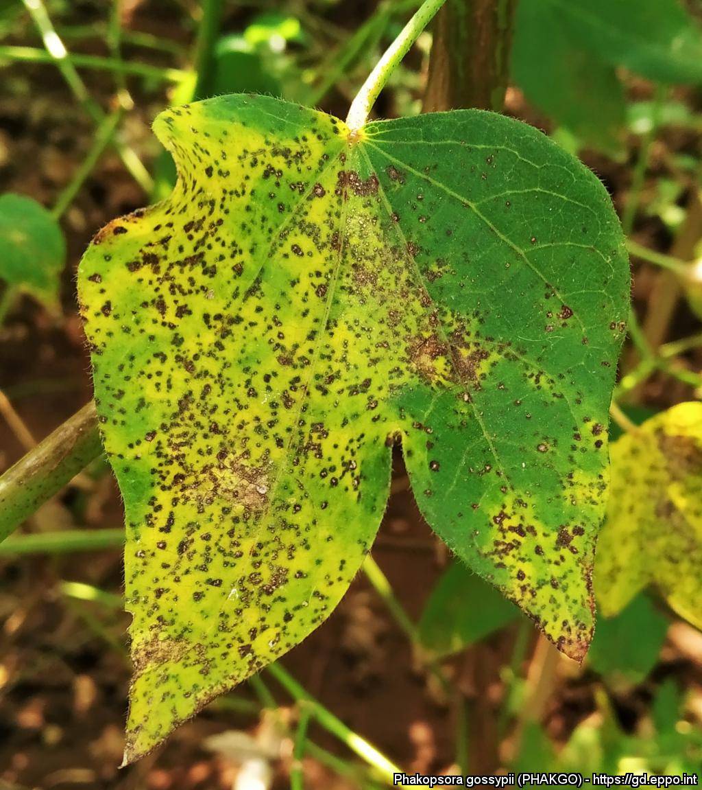 Phakopsora gossypii