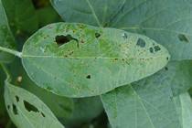 Xanthomonas campestris pv. glycines