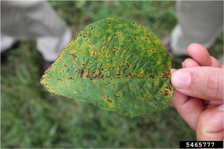 Xanthomonas campestris pv. glycines