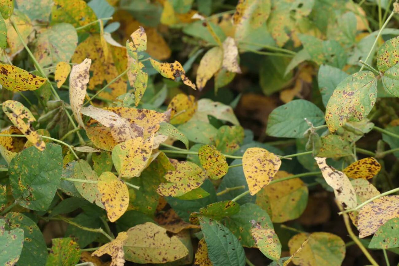 Septoria glycines