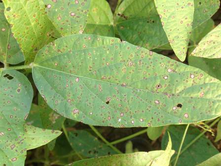 Cercospora sojina