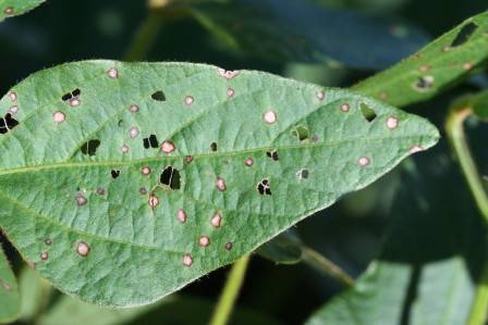 Cercospora sojina