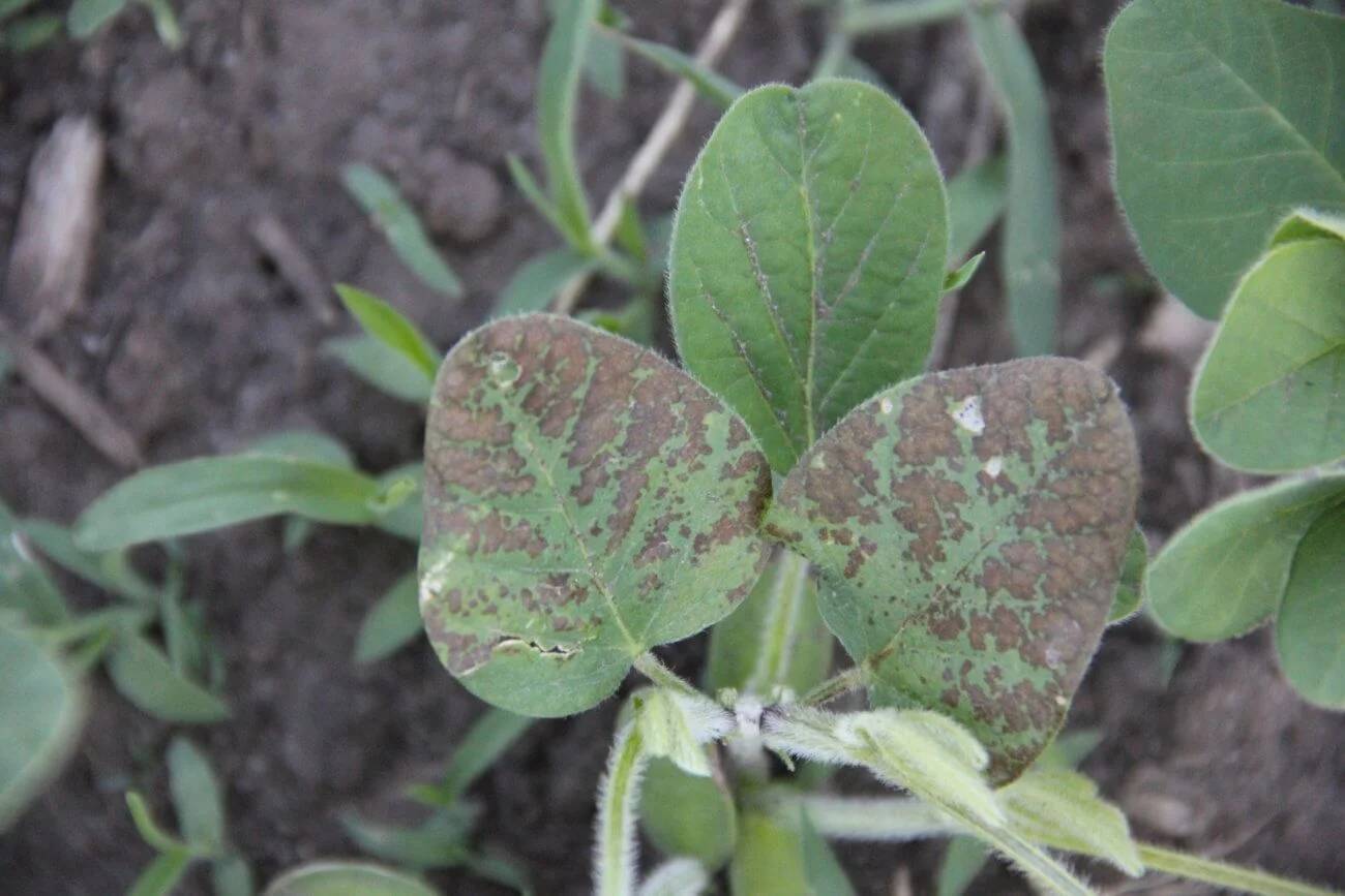 Cercospora kikuchii