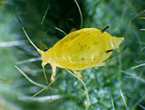 Aphis spp.