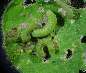 Spodoptera litura