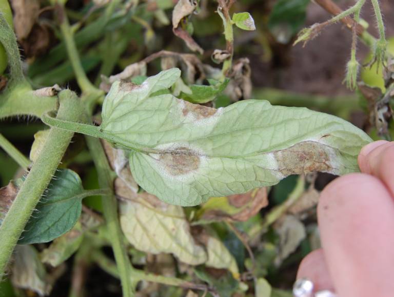 Phytophthora Infestans