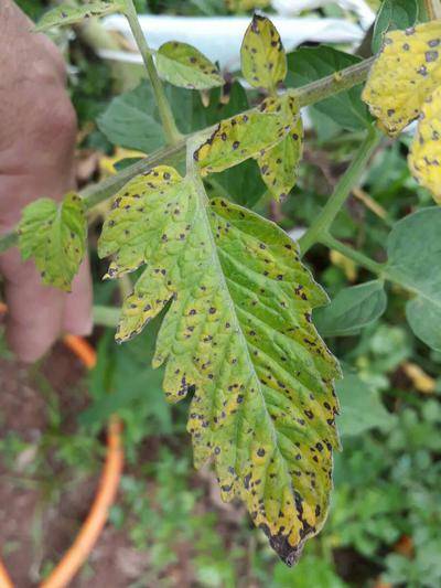 Xanthomonas Campestris pv