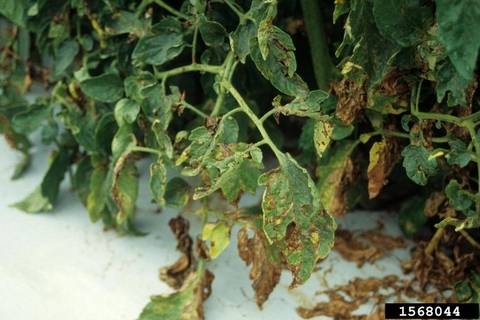 Xanthomonas Campestris pv