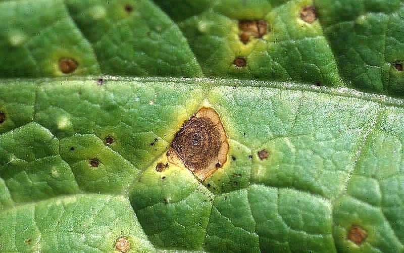 Alternaria melongenae