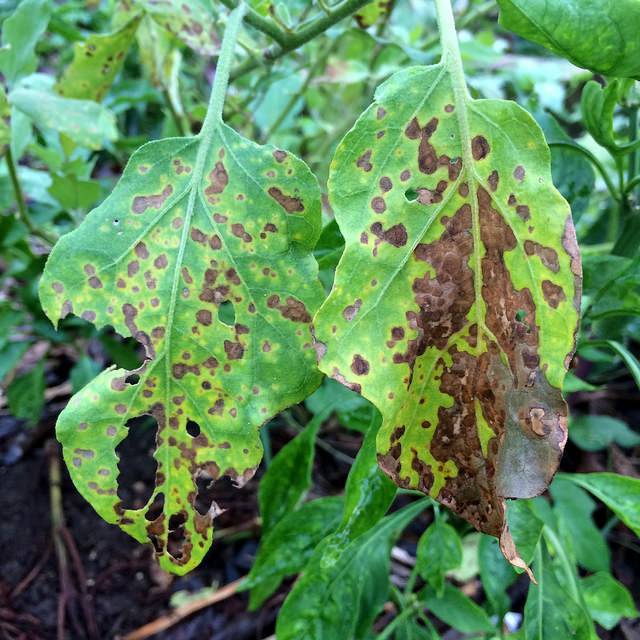 Cercospora melongenae