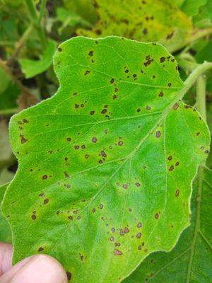 Cercospora melongenae