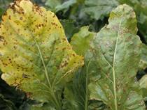 Cercospora abelmoschi and C.malayensiss