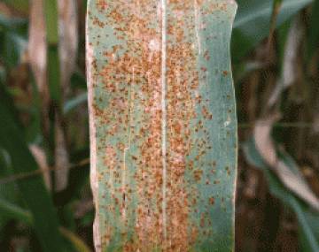 Puccinia sorghi