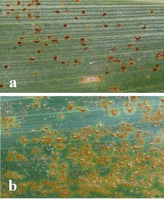 Puccinia sorghi