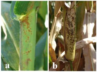 Puccinia sorghi