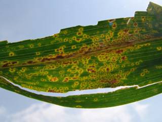 Puccinia sorghi