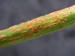 Puccinia porri