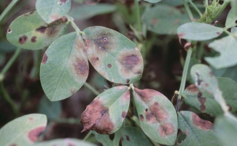 Phoma arachidicola