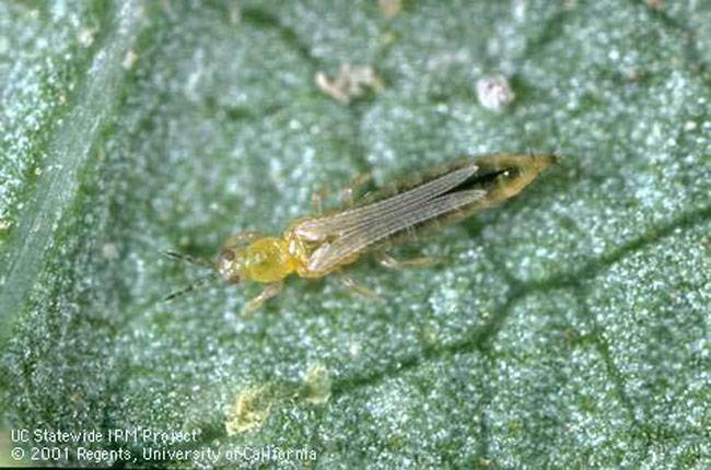 Thrips Tabaci