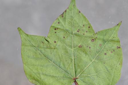 Alternaria macrospora