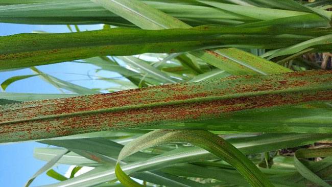 Puccinia erianthi