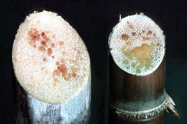 Xanthomonas axonopodis pv. vasculorum