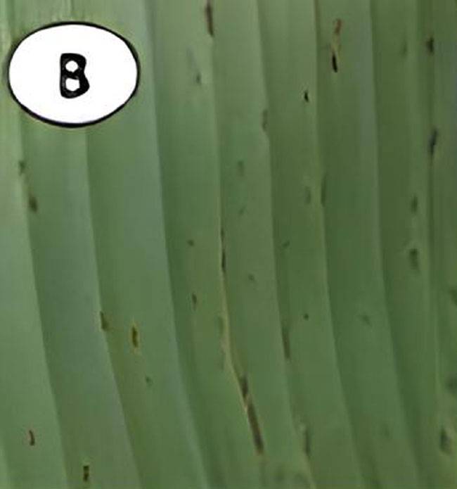 Pseudocercospora musicola