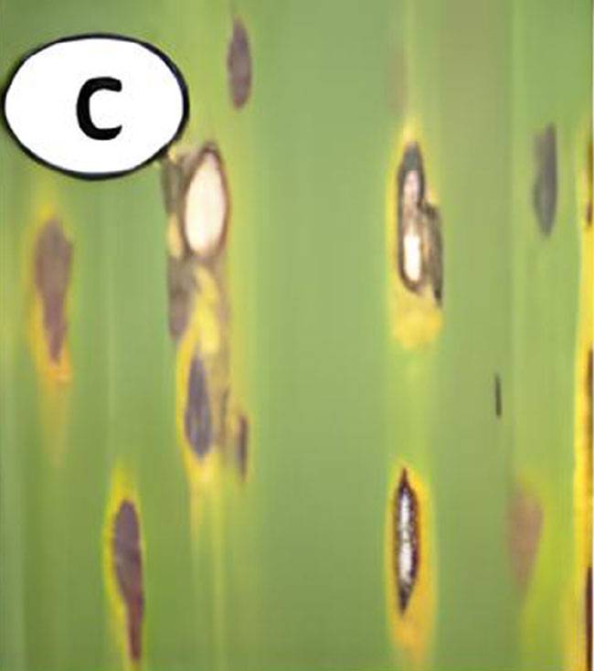 Pseudocercospora musicola