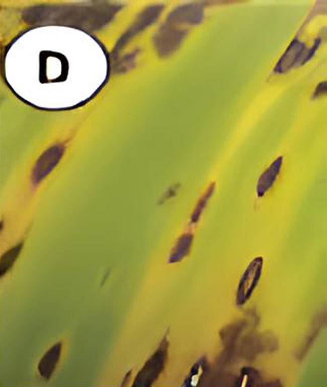 Pseudocercospora musicola