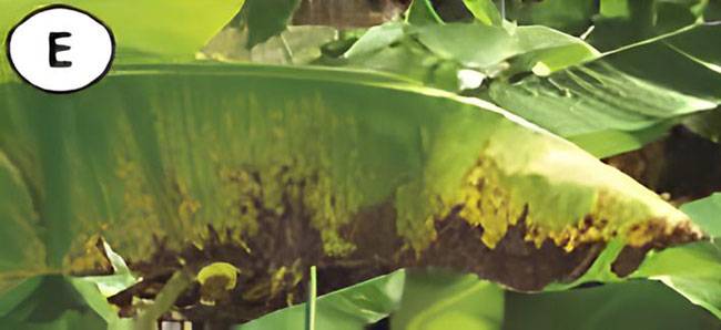 Pseudocercospora musicola