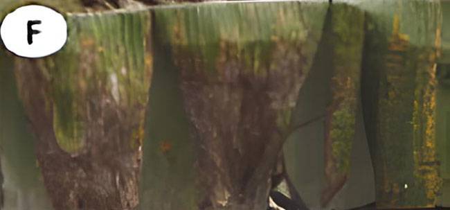 Pseudocercospora musicola