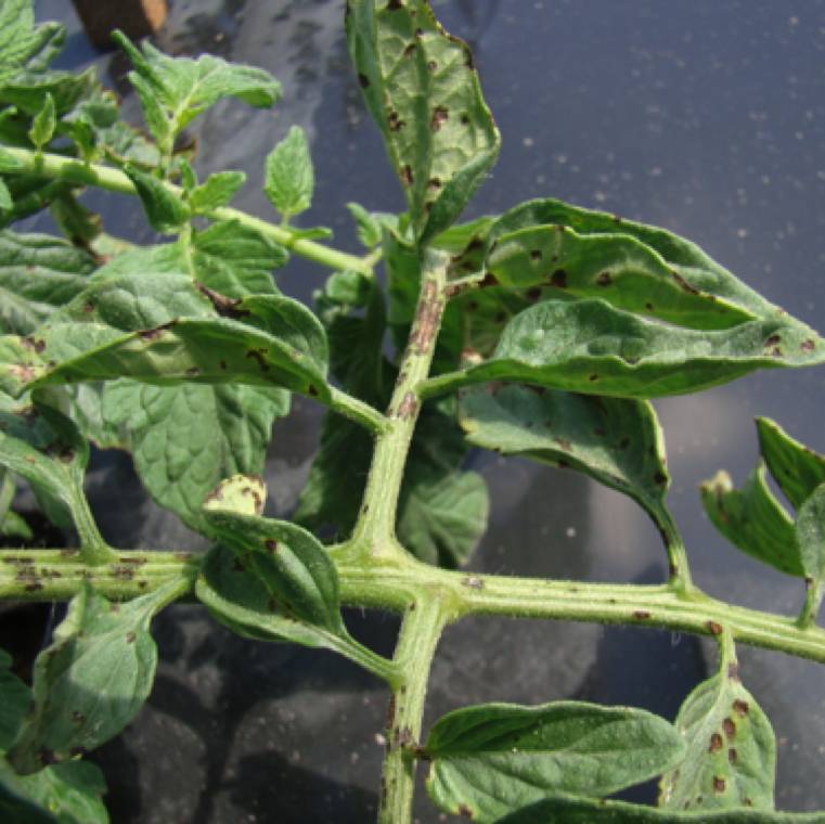 Pseudomonas syringae pv. tomato