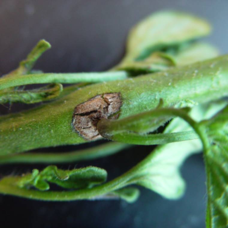 Alternaria alternata f.sp. lycopersici