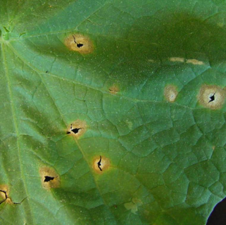 Alternaria cucumerina (blight), Alternaria alternata f. sp. cucurbitae (spot)