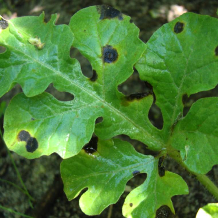 Cercospora citrullina