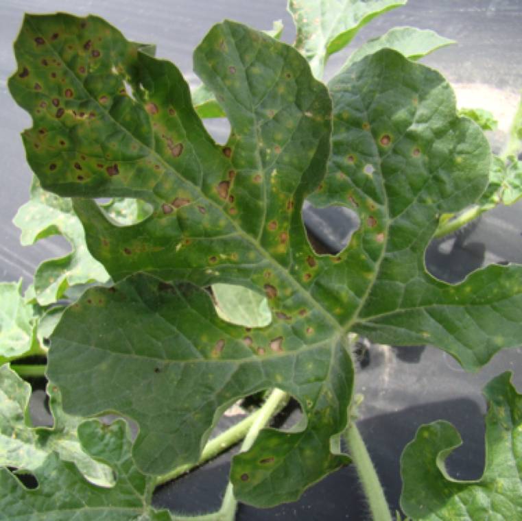 Cercospora citrullina