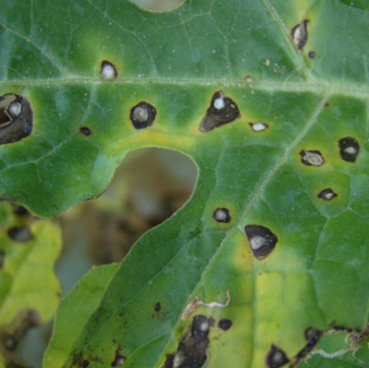 Cercospora citrullina