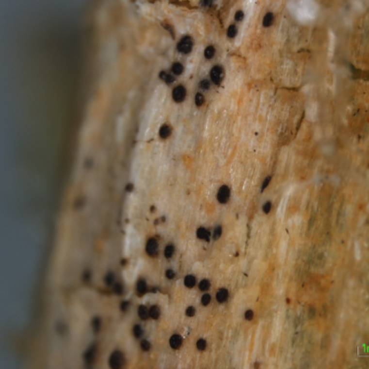 Didymella bryoniae