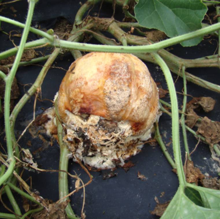 Sclerotium rolfsii