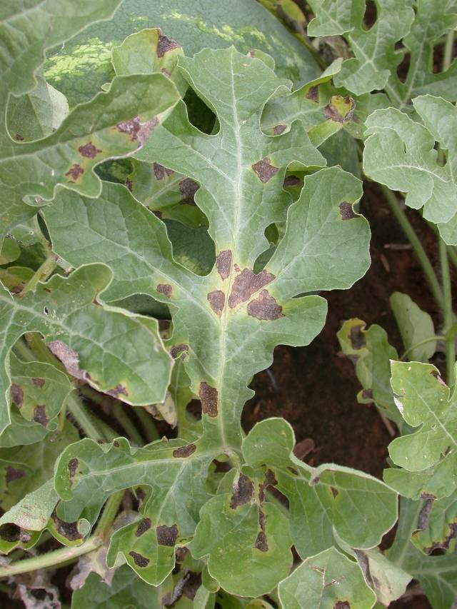 Pseudoperonospora cubensis