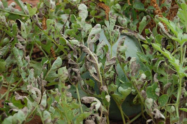 Pseudoperonospora cubensis