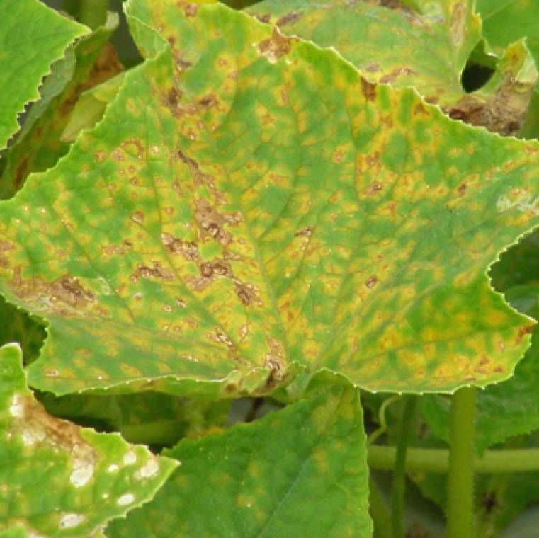 Pseudoperonospora cubensis