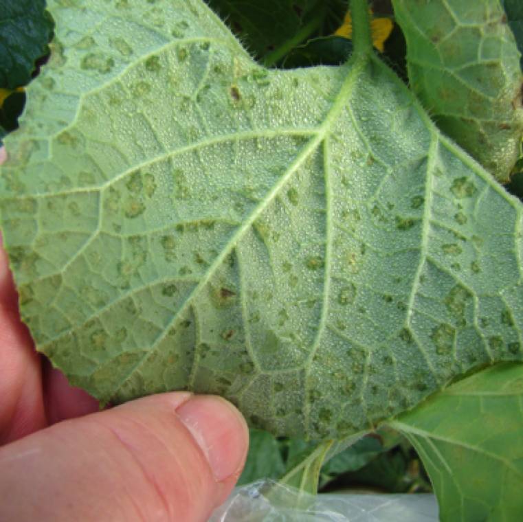 Pseudoperonospora cubensis