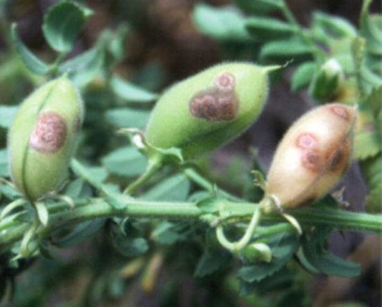 Phoma rabiei, (formerly Ascochyta rabiei) 