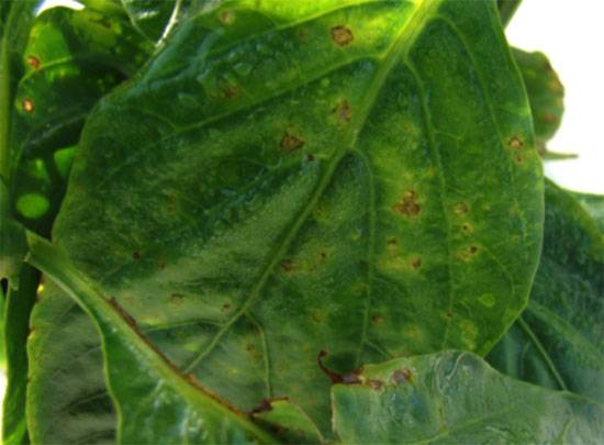 Xanthomonas campestris pv. vesicatoria, and X. vesicatoria