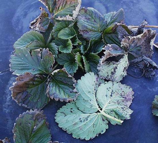 Xanthomonas fragariae