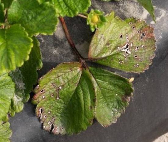 Cercospora fragariae