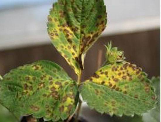 Corynespora cassiicola